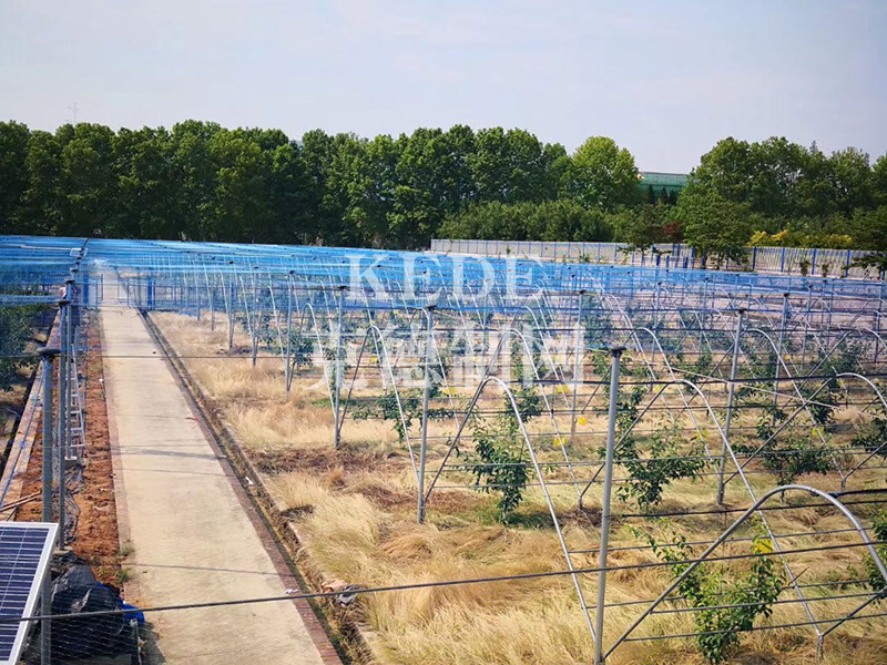 果树防鸟网的应用