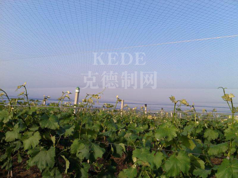 葡萄防鸟网的特点