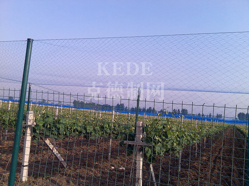 介绍果树防鸟网的优势